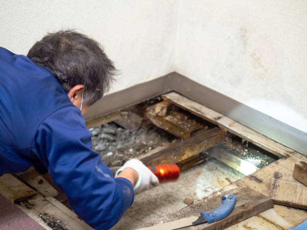 Best Mold Damage Repair  in Okemos, MI