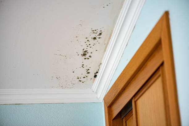 Best Same-Day Mold Removal  in Okemos, MI