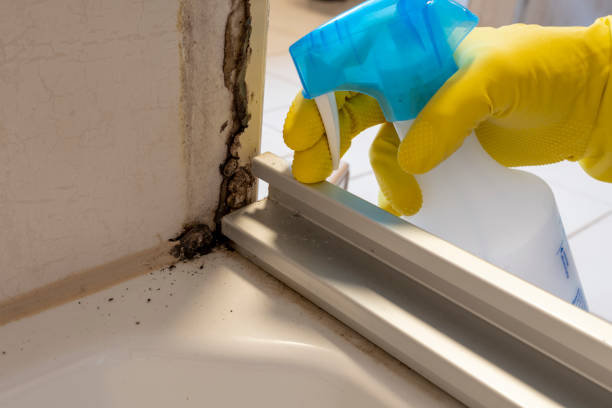 Best Crawl Space Mold Removal  in Okemos, MI