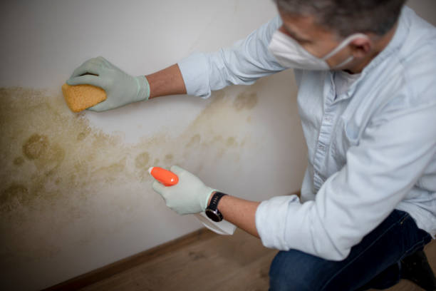 Best Black Mold Removal  in Okemos, MI