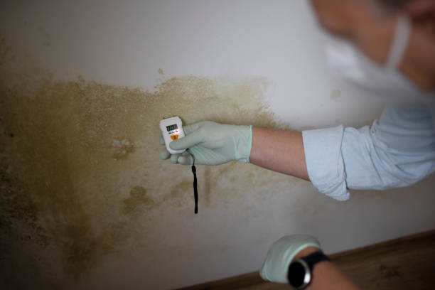 Best Residential Mold Removal  in Okemos, MI