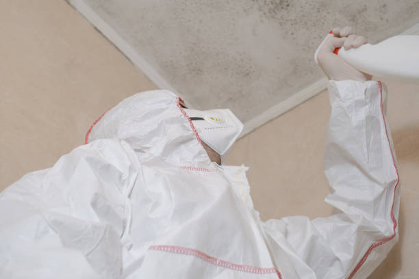Best Affordable Mold Removal  in Okemos, MI