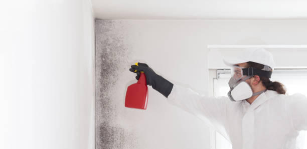 Best Professional Mold Removal  in Okemos, MI