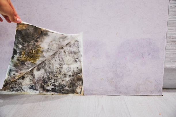 Best Emergency Mold Removal  in Okemos, MI